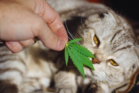 Come tenere i gatti lontano dalle piante di cannabis: pericoli e metodi per salvare il giardino