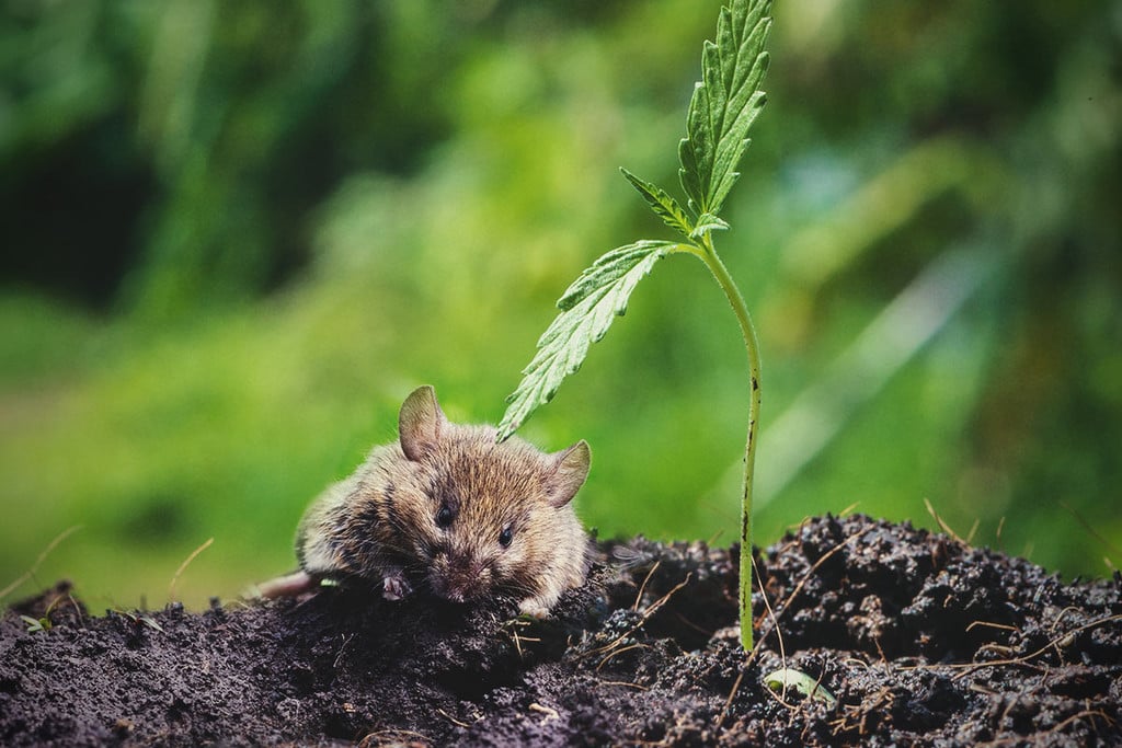 Come proteggere le piante di cannabis dagli animali selvatici